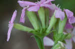 Sticky catchfly